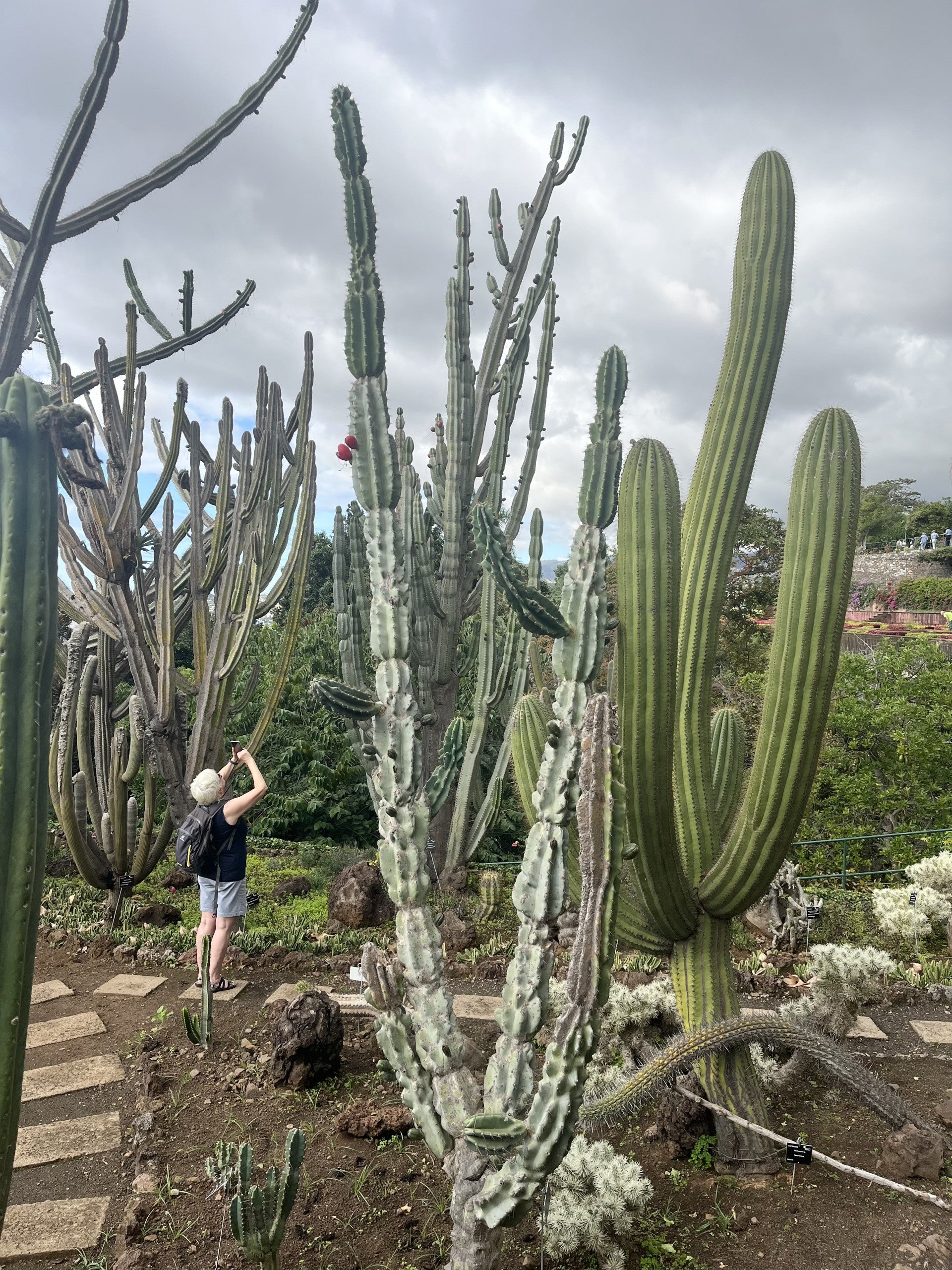 Jardin botanique de Funchal, une flore fabuleuse